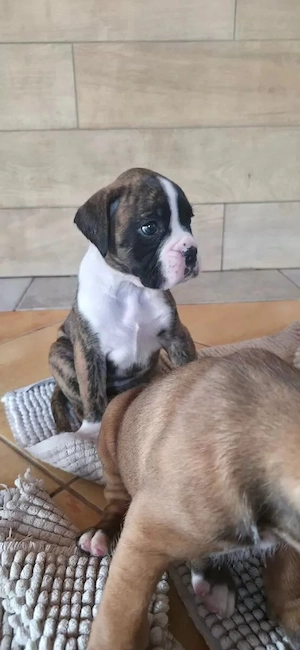 Schöne Boxer Welpen mit VDH Papiere suchen ein liebevolles zu Hause