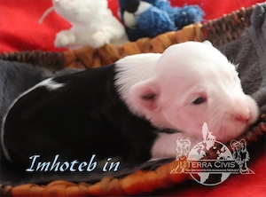 Chinese Crested Dog Powderpuff Welpen aus liebevoller Familienzucht ( FCI   VDH   CER Zucht ) 