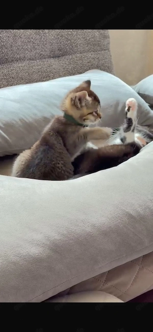 2 hauskitten
