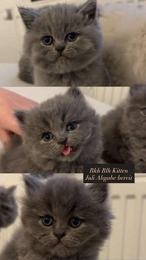 BKH BLH kitten reinrassige 