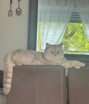 Wunderschöner Britisch Kurzhaar (BKH) Kater sucht ein liebevolles Zuhause!     
