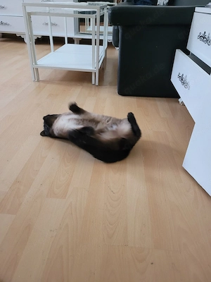 siam deckkater 