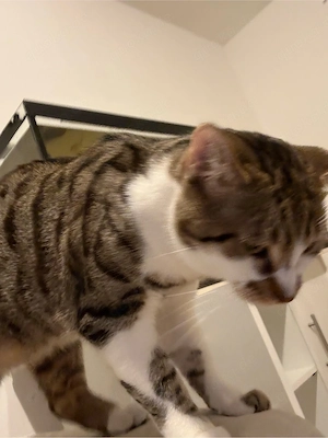 katze in gute hände abzugeben