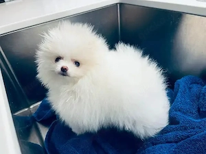 Zwergspitz-Pomeranian welpen