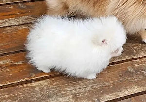 Zwergspitz-Pomeranian welpen