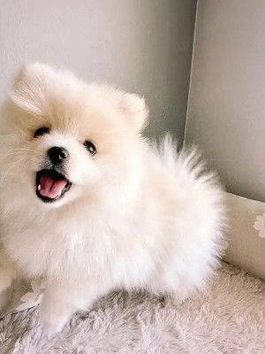 Wunderschöne Zwergspitz-Pomeranian welpen