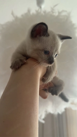 Siam-Bkh Kitten