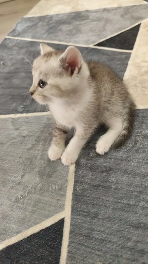 Katzen zwei monaten suchen neu zuhause 
