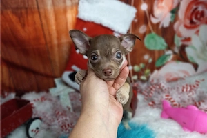 chihuahua-Welpen