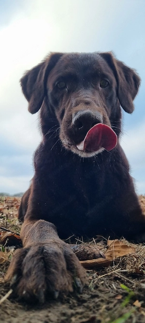 Wurf Ankündigung Labrador  