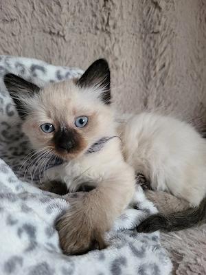 Siam Kitten reinrassig 