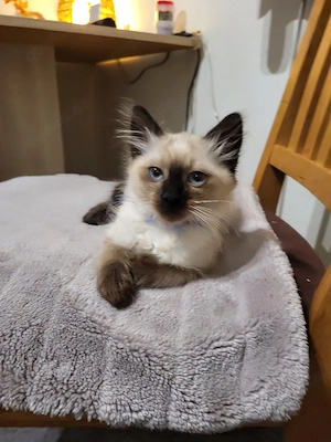 Siam Kitten reinrassig 