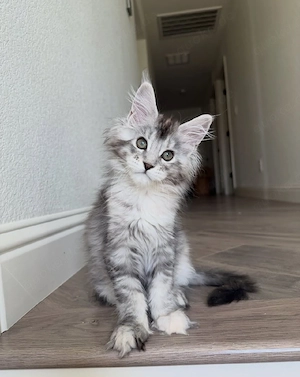 Maine-Coon-Kätzchen (geb. 2026)   Sanfte Riesen   