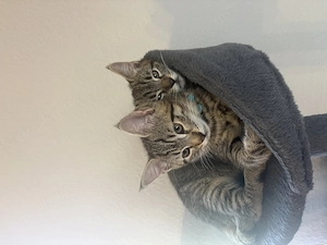 Maincoon Bkh kitten dringend abzugeben 