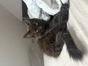 Maincoon Bkh kitten dringend abzugeben 