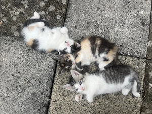        Niedliche Kitten suchen ab Juli bzw August ein neues, liebevolles Zuhause 