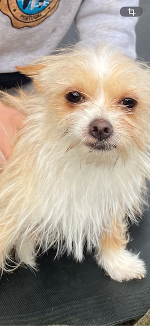 Kleine Chihuahua Mix Hündin abzugeben