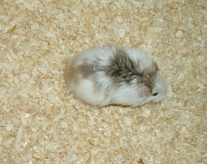 Roborowski Zwerghamster Männchen, Hamster gescheckt