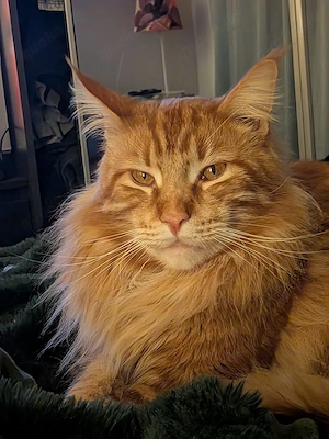 Maine Coon Kater super lieb