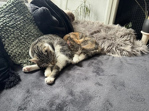 2 wundervolle Kätzchen in liebevolles Zuhause abzugeben 