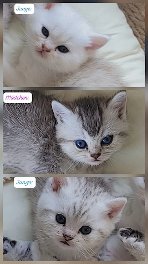 wunderschöne bkh babykatzen   