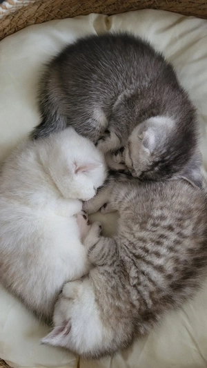 wunderschöne bkh babykatzen   
