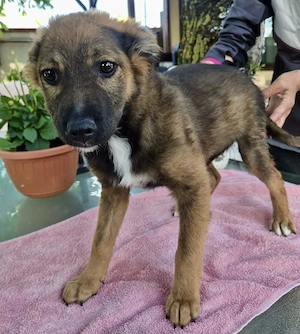 Mogli, kleines Wunder sucht seine Familie