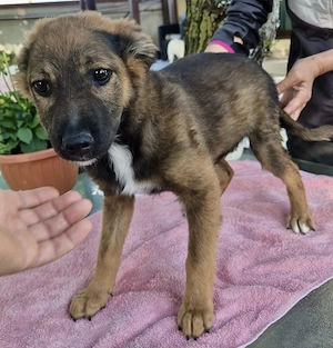 Mogli, kleines Wunder sucht seine Familie
