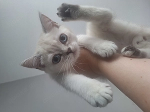 Absofort Bkh Kittys kitten babykatzen 