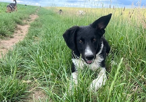 Körbchen gesucht für Kimba