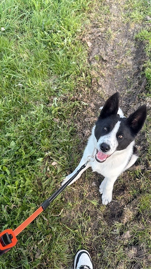 chiko sucht sein zuhause   