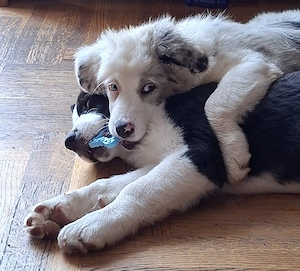 Zuckersüße Australian Shepherd Welpen 