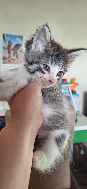 Maine coon Kitten Ab Juli