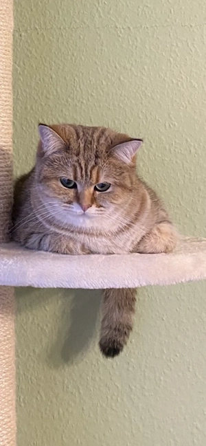 Bkh Katze erwachsene ,2 Jahre alt 