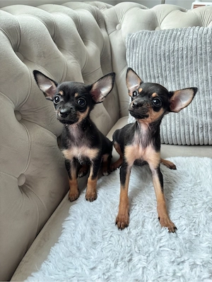 Zwei zuckersüße Welpen-Mädchen (Chihuahua-Mix) suchen ihr Für-immer-Zuhause