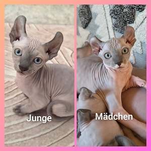 Sphynx-Elf Kitten, abgabebereit, 