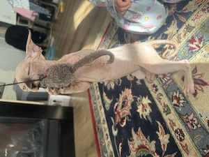 Sphynx Kitten