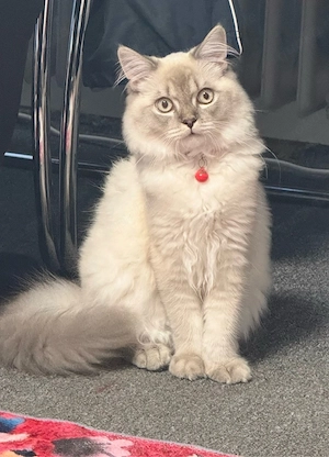 Katzenbaby BKH