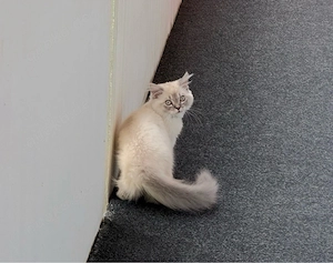 Katzenbaby BLH