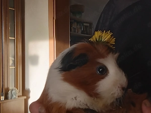 Meerschweinchen dame gerne alter 