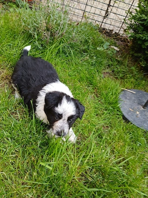 Border Collie Welpen 10 Wochen alt