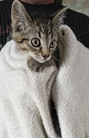 Katerchen 