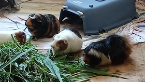 Meerschweinchen Dame zwei 
