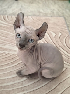 Sphynx-Elf Kitten, Abgabebereit,   