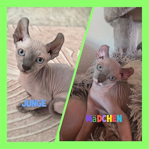 Sphynx-Elf Kitten, Abgabebereit,   
