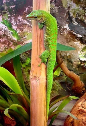 Phelsuma grandis Weibchen