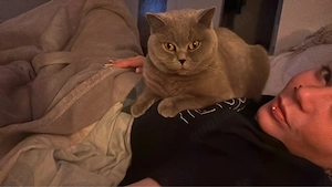 Hübsche Bkh Nala