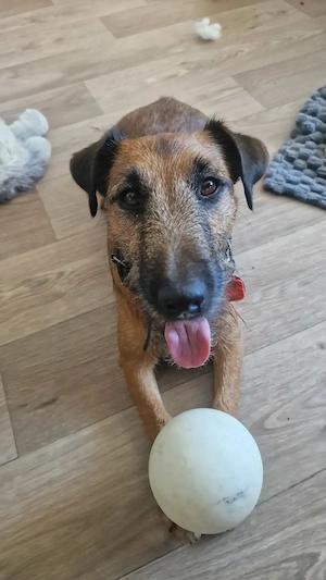 Rambo sucht ein neues Zuhause 