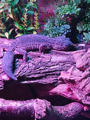 Leopardgeckos zu Verkaufen mehrere Weibchen und 1 Männchen ab 20   .