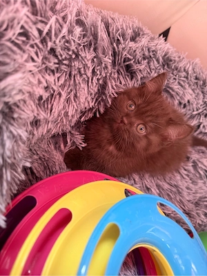 bkh kitten